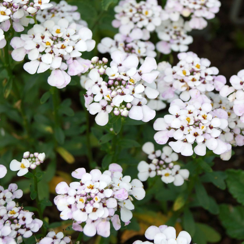 Iberis sempervirens Masterpiece