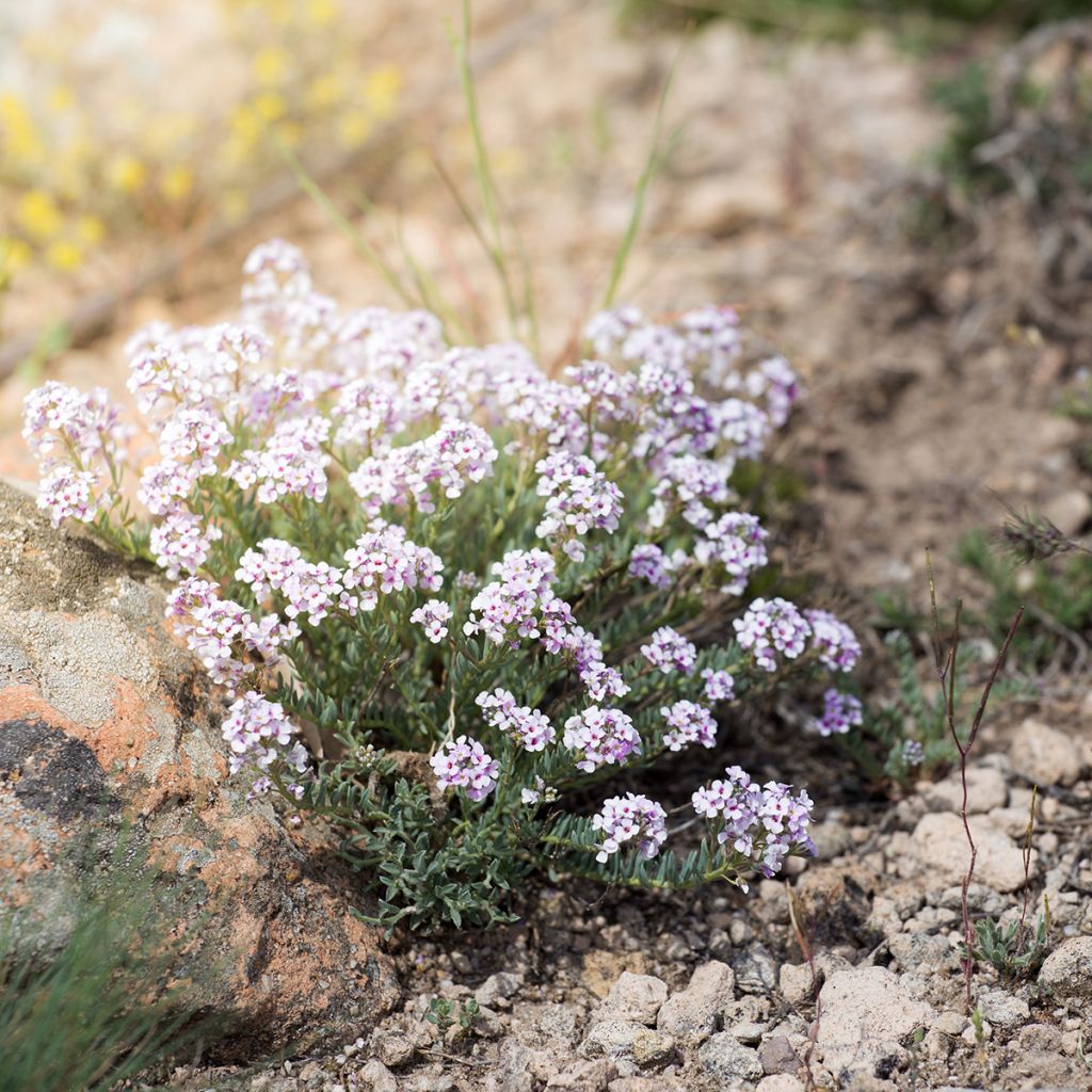 Iberis sempervirens Pink Ice