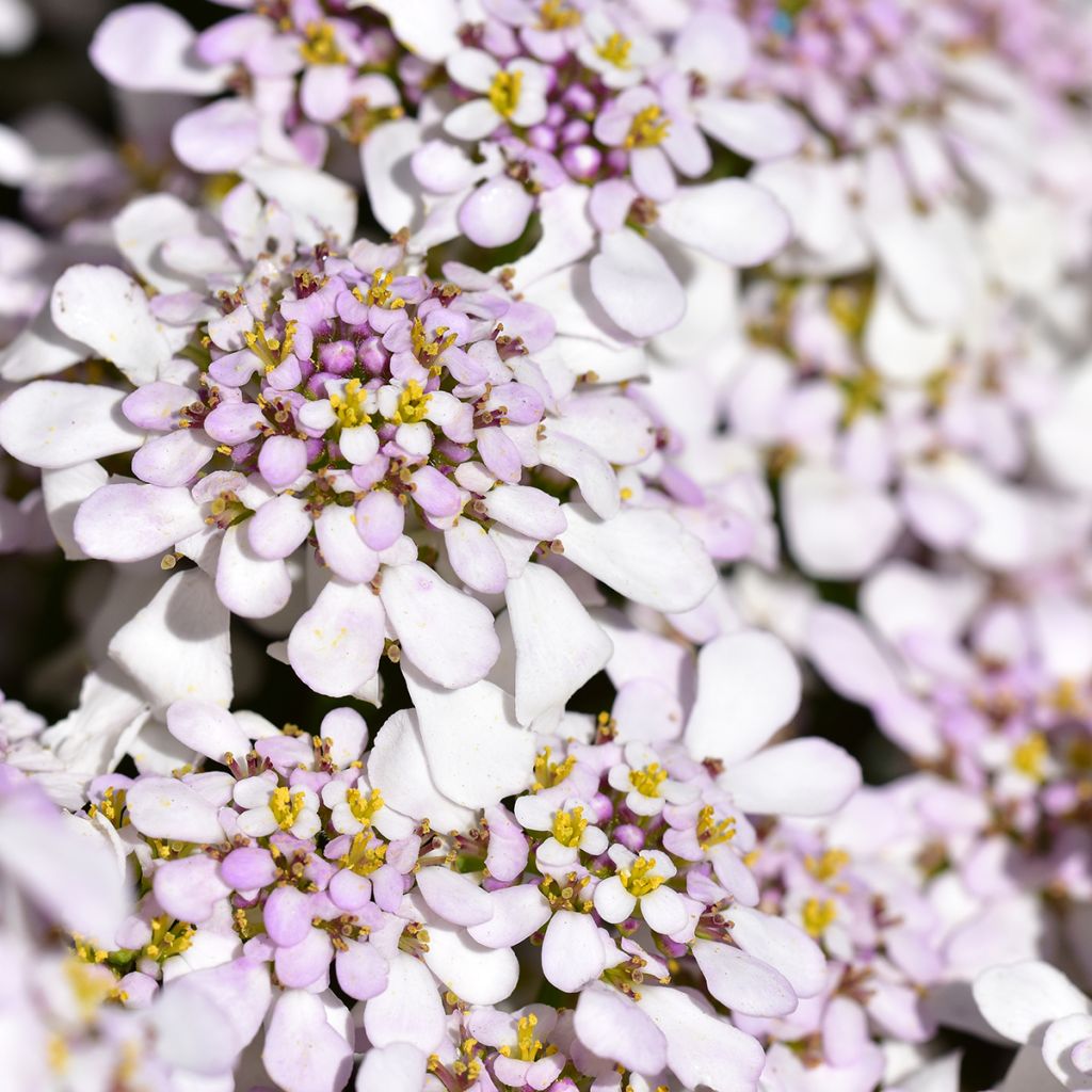 Iberis sempervirens Pink Ice
