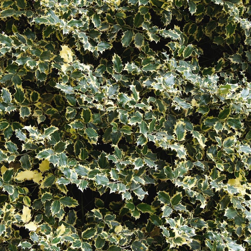 Ilex aquifolium Madame Briot - Common Holly