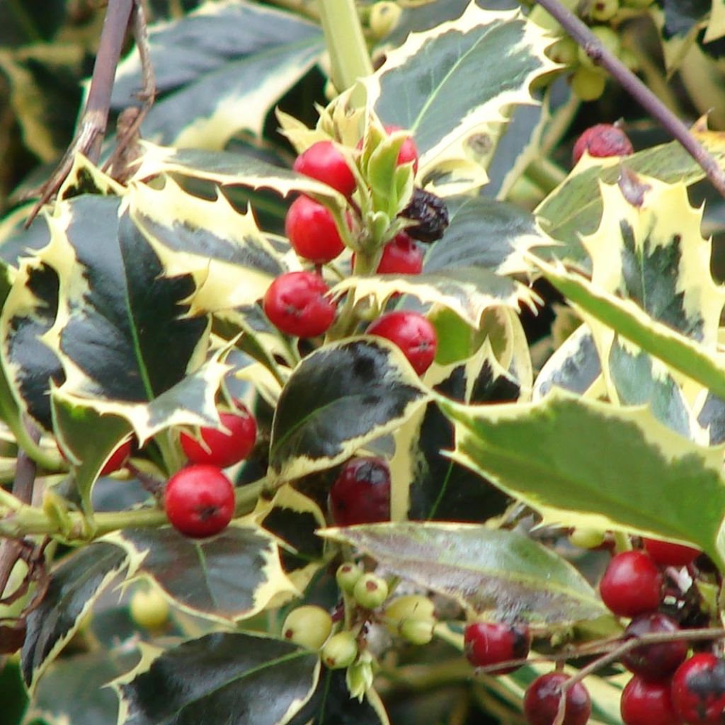 Ilex aquifolium Madame Briot - Common Holly