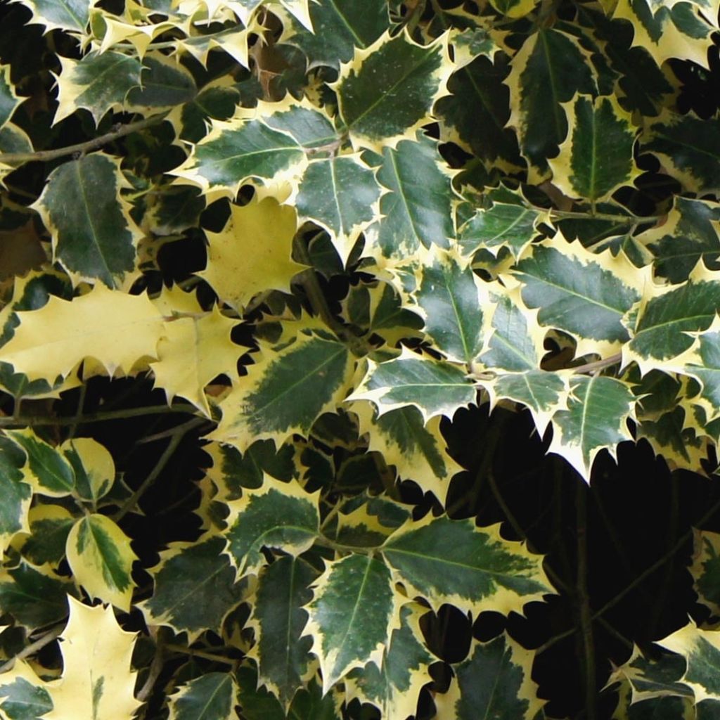 Ilex aquifolium Madame Briot - Common Holly
