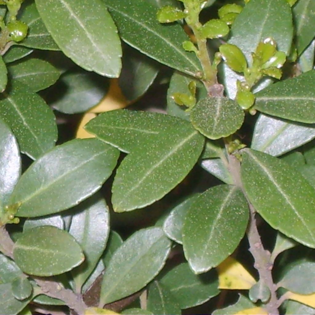 Ilex crenata Green Hedge - Japanese Holly