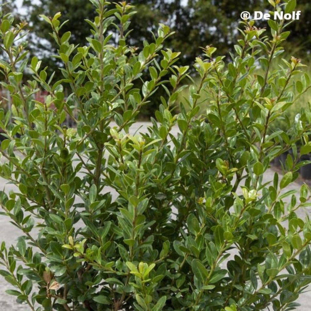 Ilex crenata Caroline Upright - Japanese Holly