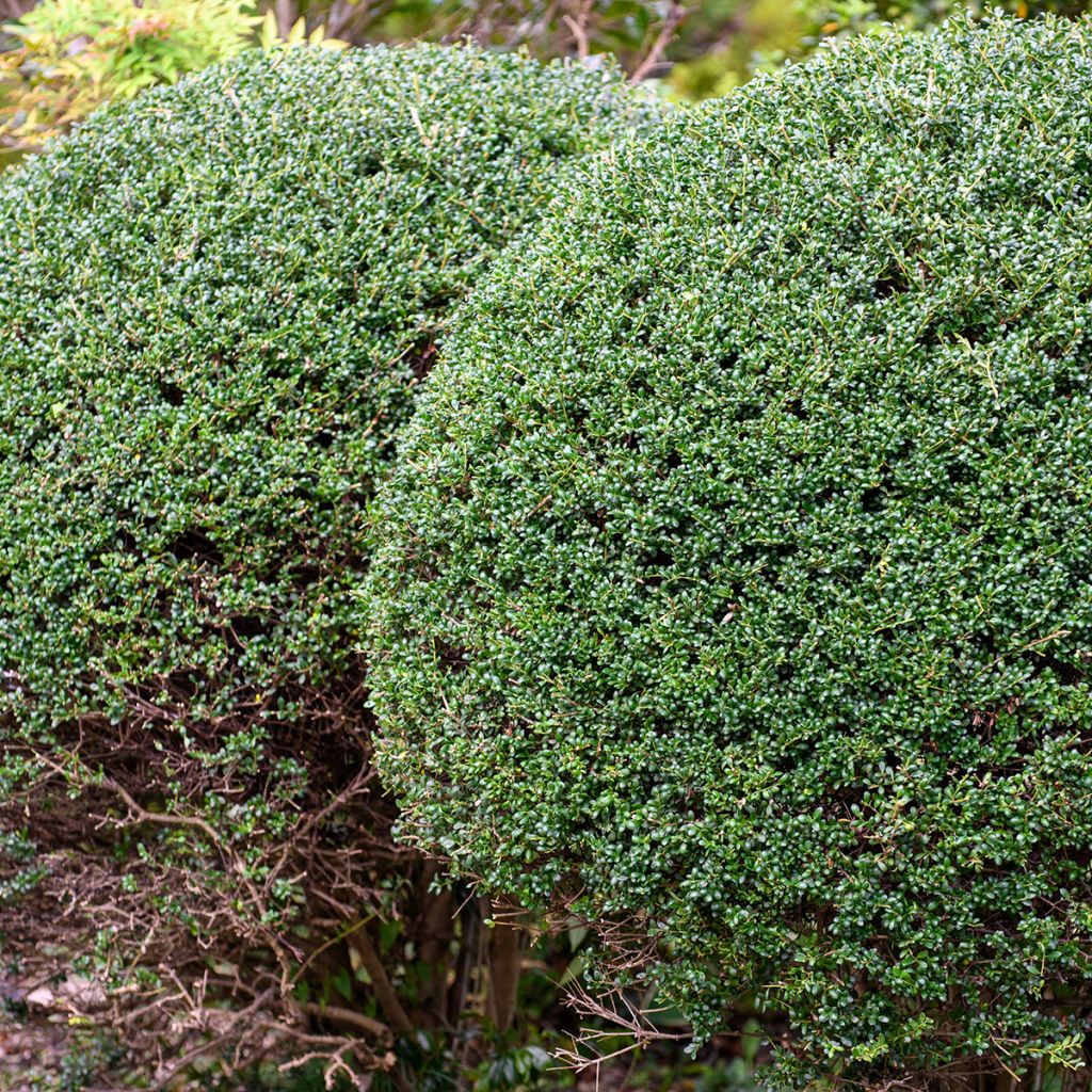 Ilex crenata Glorie Gem (Globose) - Japanese holly