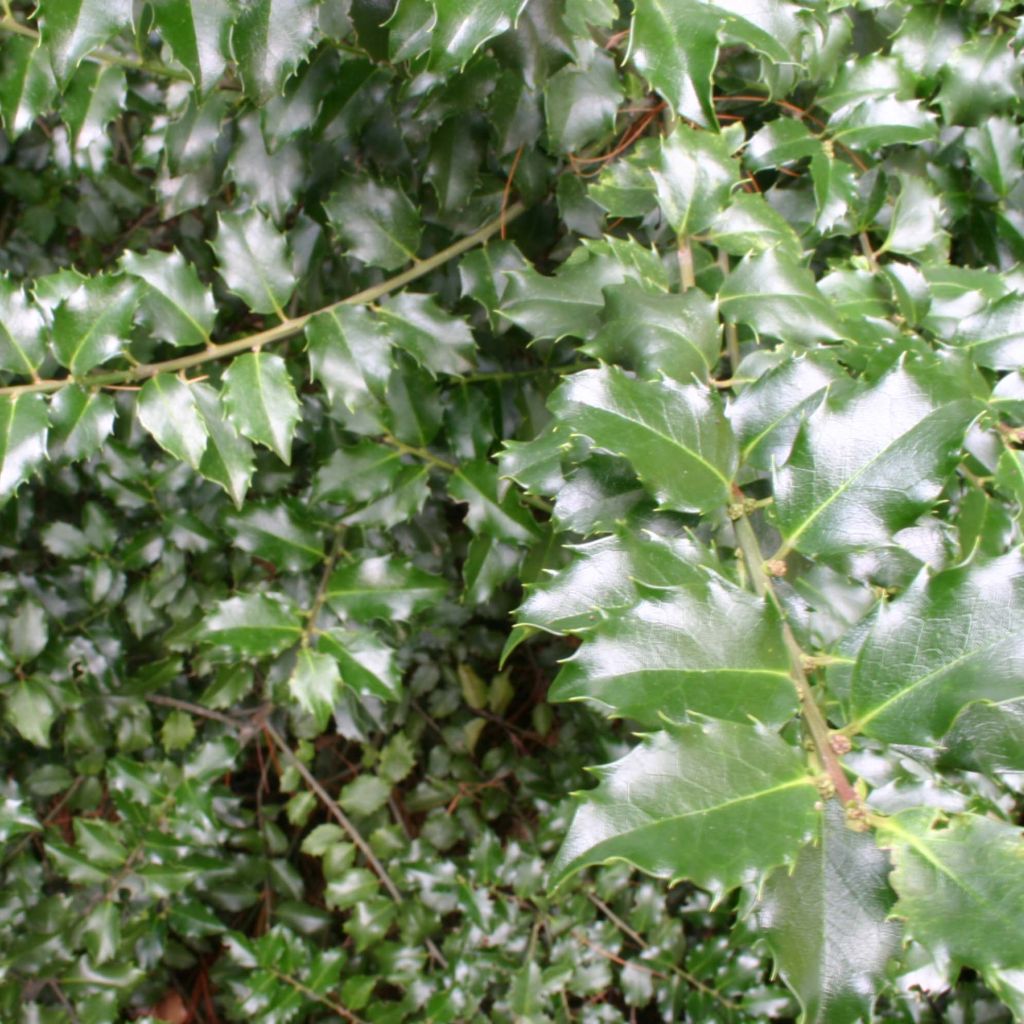 Ilex x meserveae Blue princess - Blue Holly