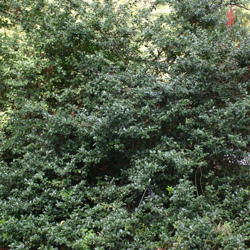 Ilex x meserveae Blue princess - Blue Holly