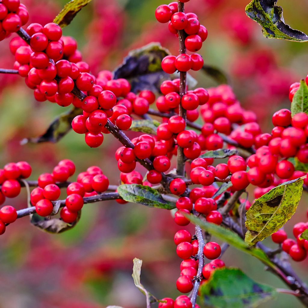 Ilex verticillata