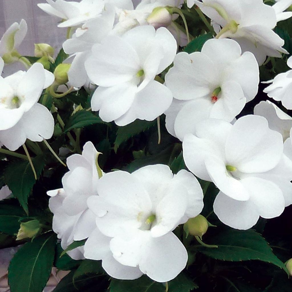 Impatiens x hawkeri SunPatiens Vigorous Clear White - New Guinea Impatiens