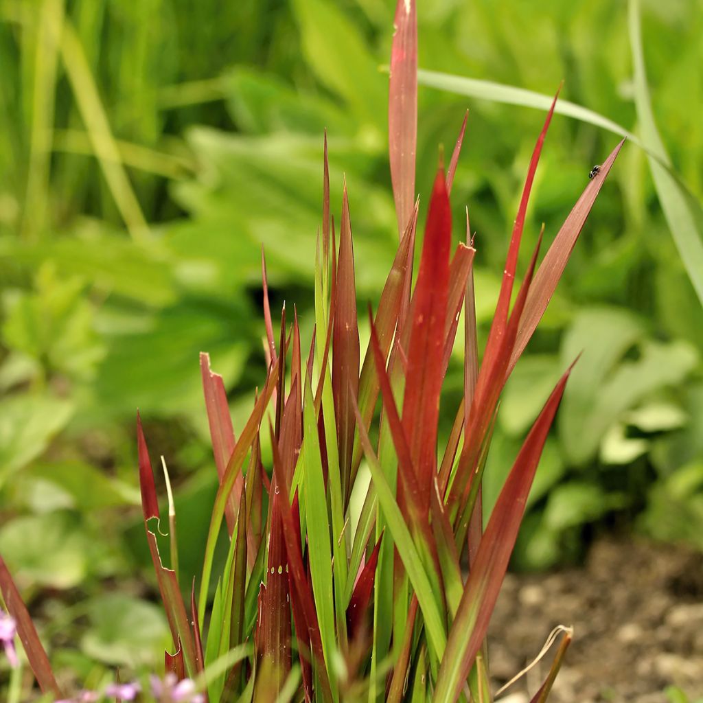 Imperata cylindrica Red Baron