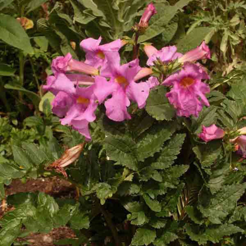 Incarvillea delavayi - Hardy Gloxinia