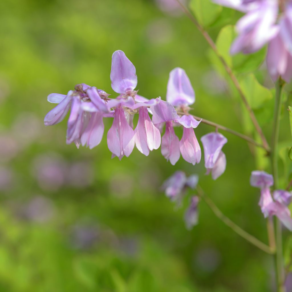Indigofera kirilowii 