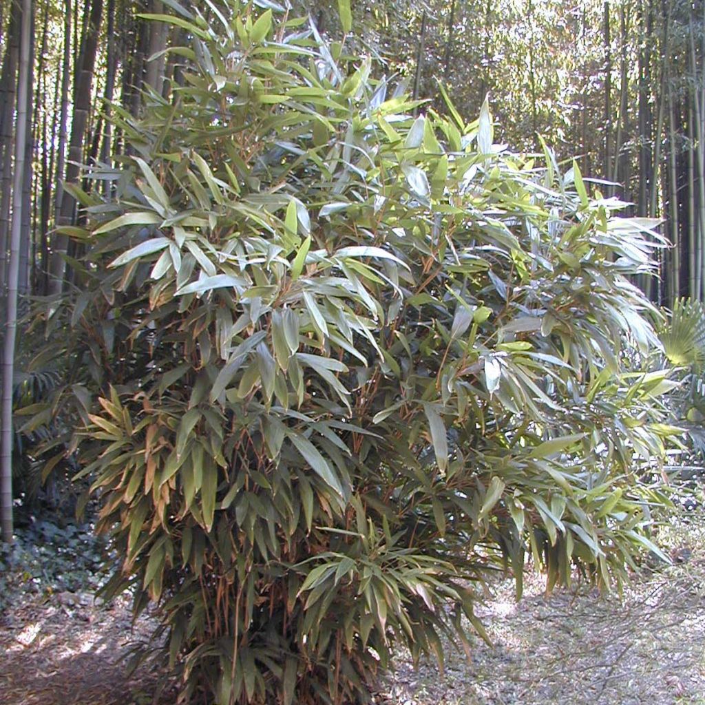 Indocalamus latifolius