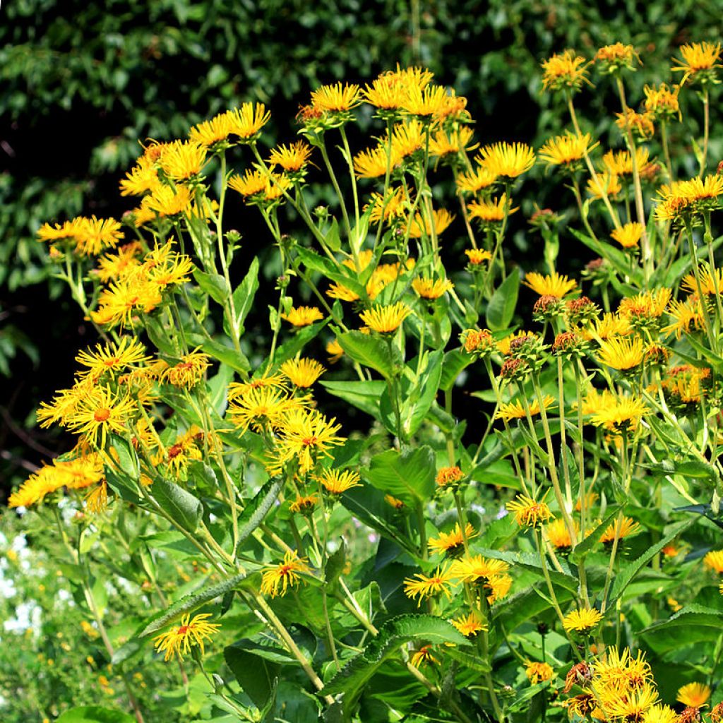 Inula helenium