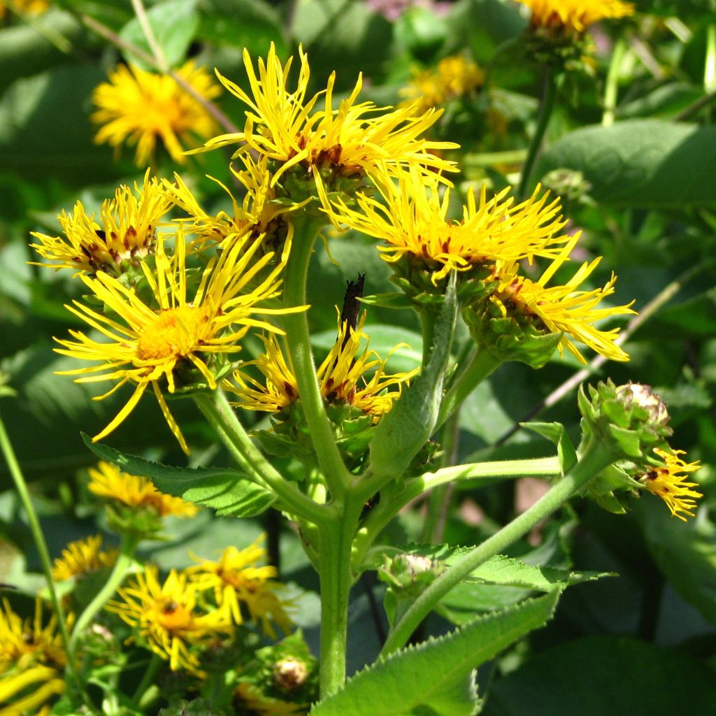 Inula helenium