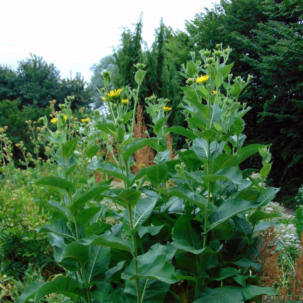 Inula helenium