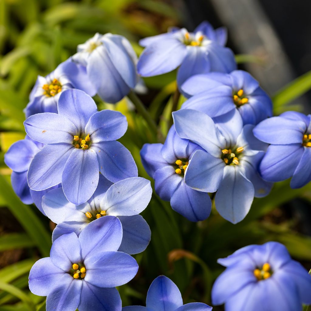Ipheion uniflorum Rolf Fiedler