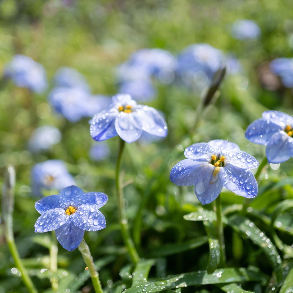 Ipheion uniflorum Rolf Fiedler