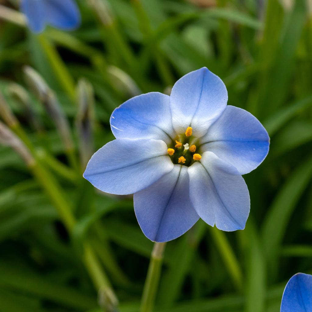 Ipheion uniflorum Rolf Fiedler