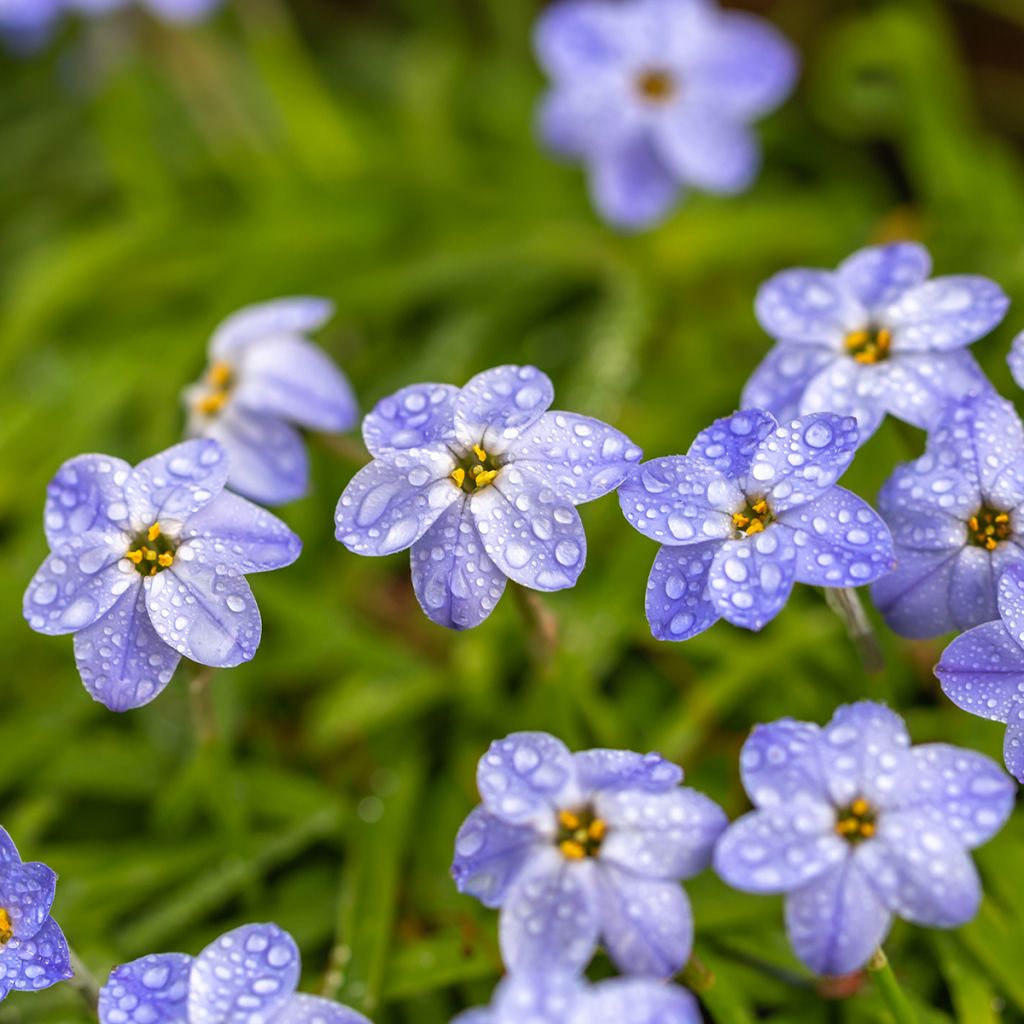 Ipheion uniflorum Rolf Fiedler