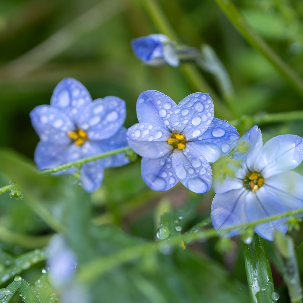 Ipheion uniflorum Rolf Fiedler