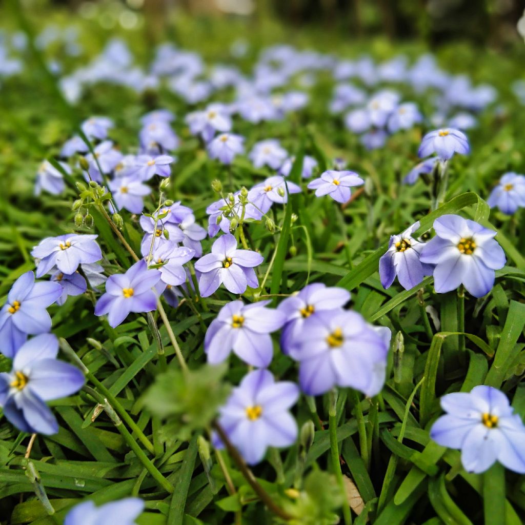 Ipheion uniflorum Rolf Fiedler