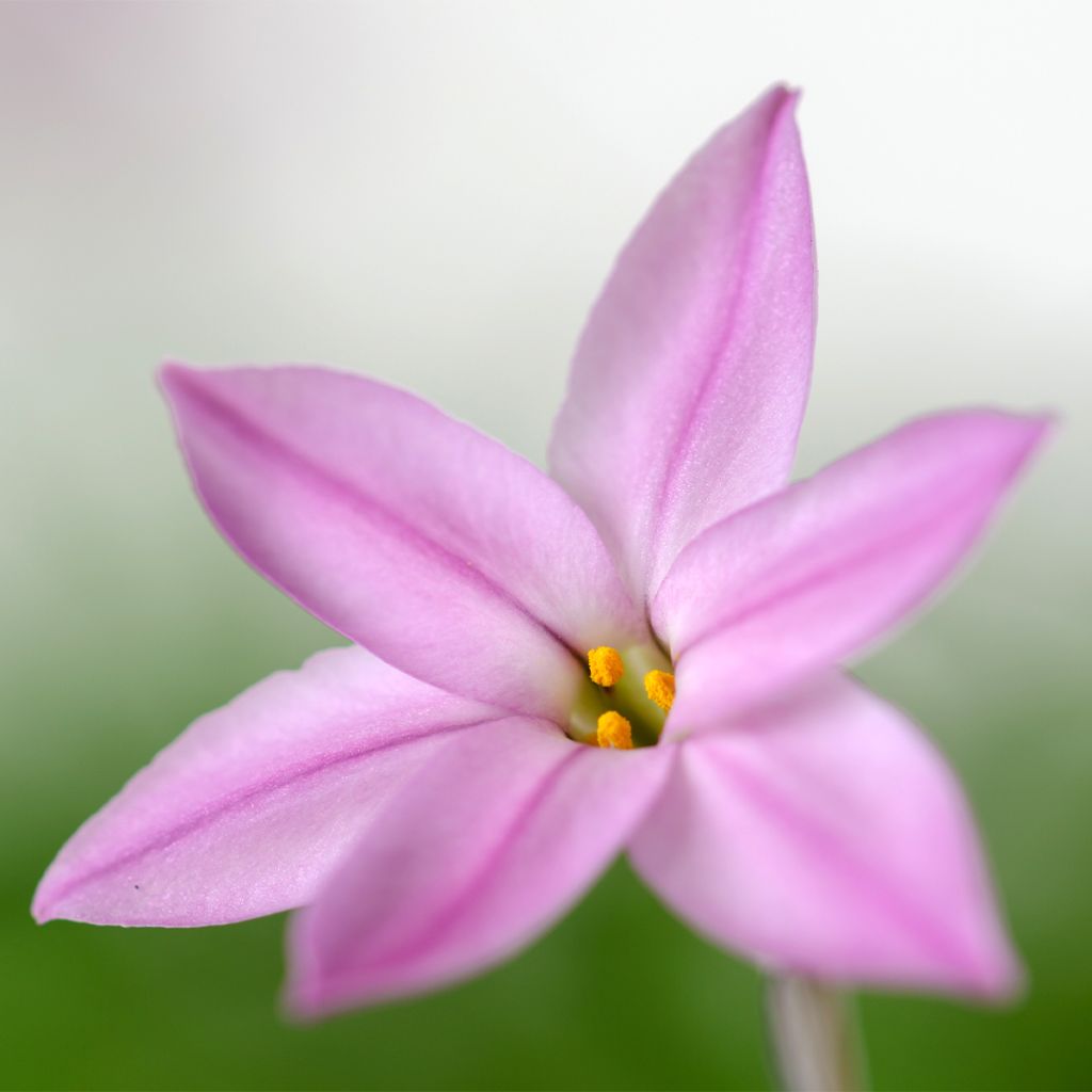 Ipheion uniflorum Charlotte Bishop