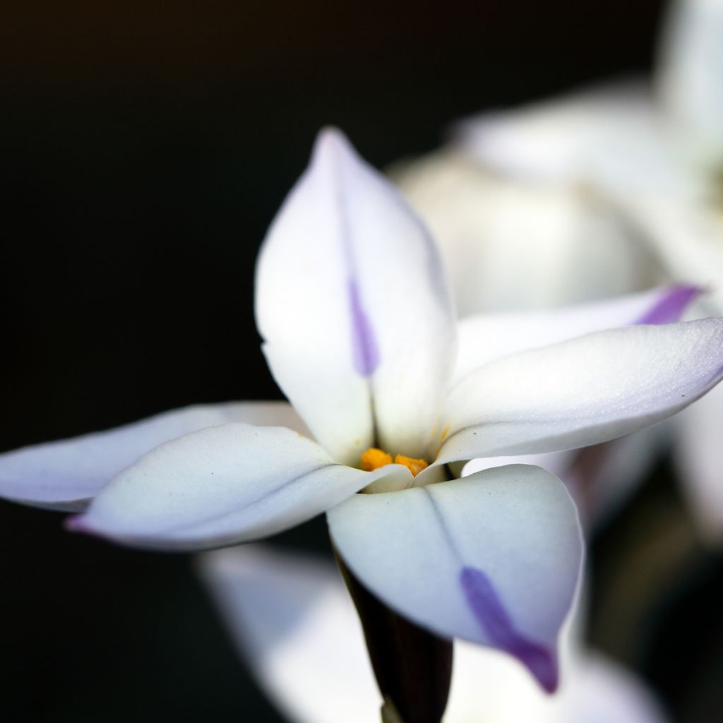 Ipheion uniflorum 