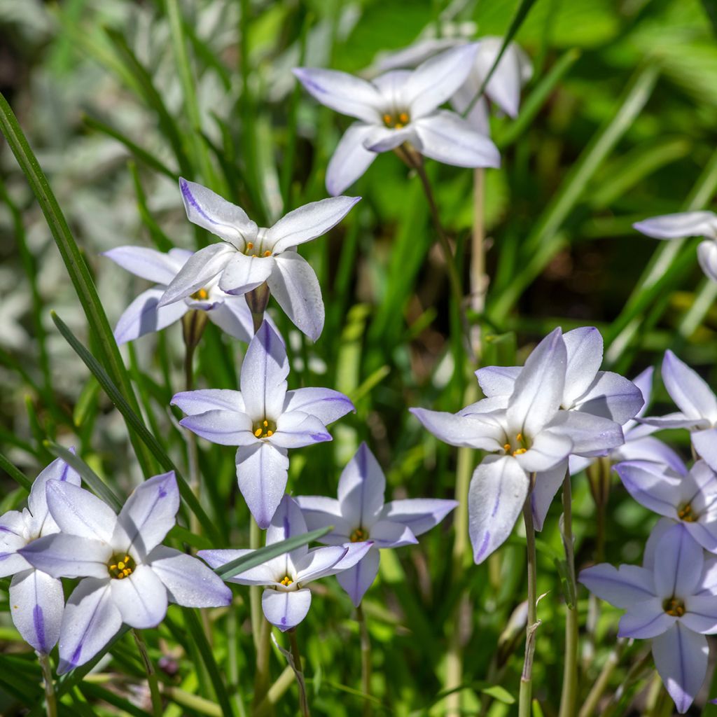 Ipheion uniflorum 