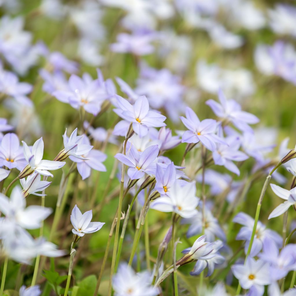 Ipheion uniflorum 