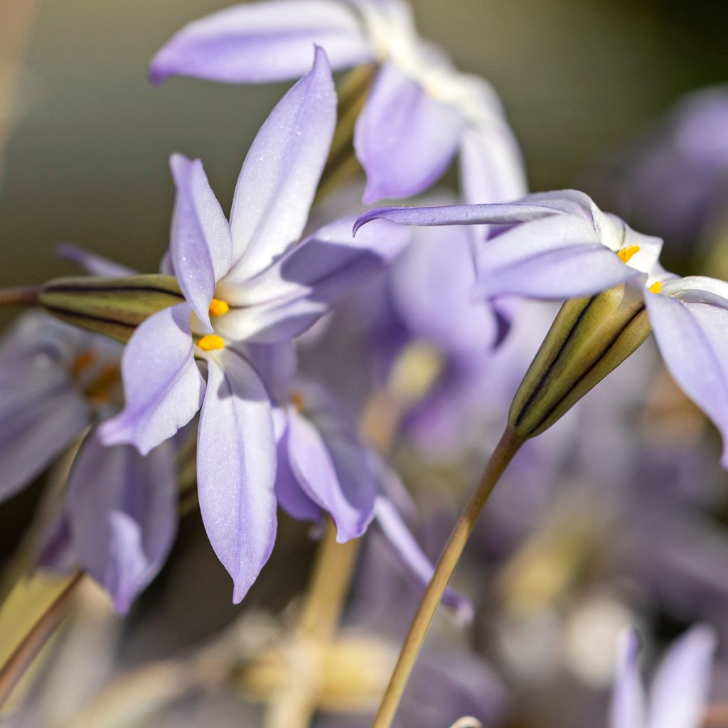 Ipheion uniflorum 