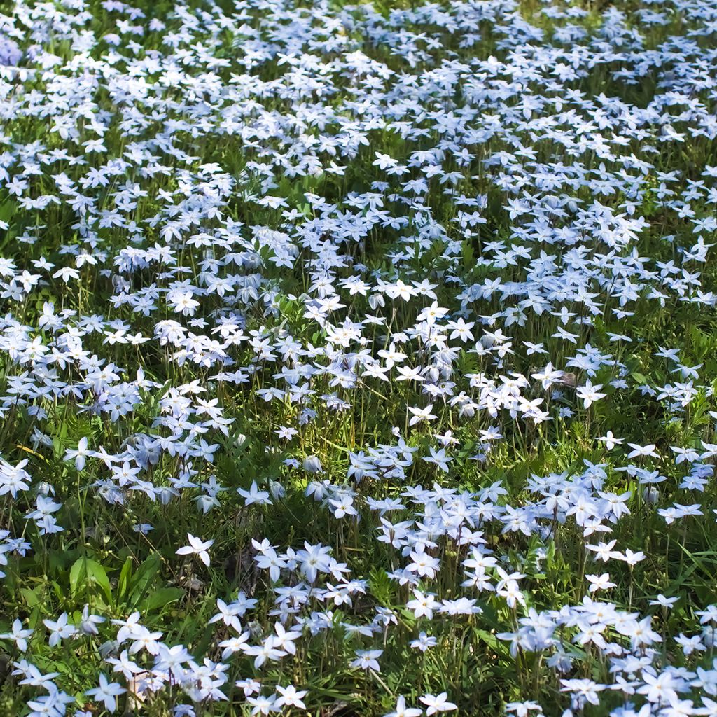 Ipheion uniflorum 