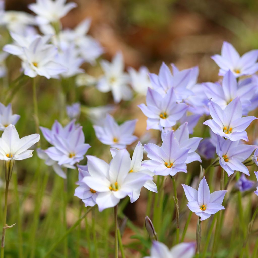 Ipheion uniflorum 