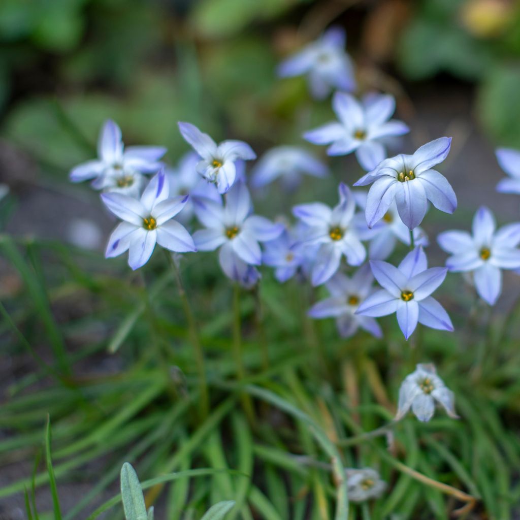Ipheion uniflorum 