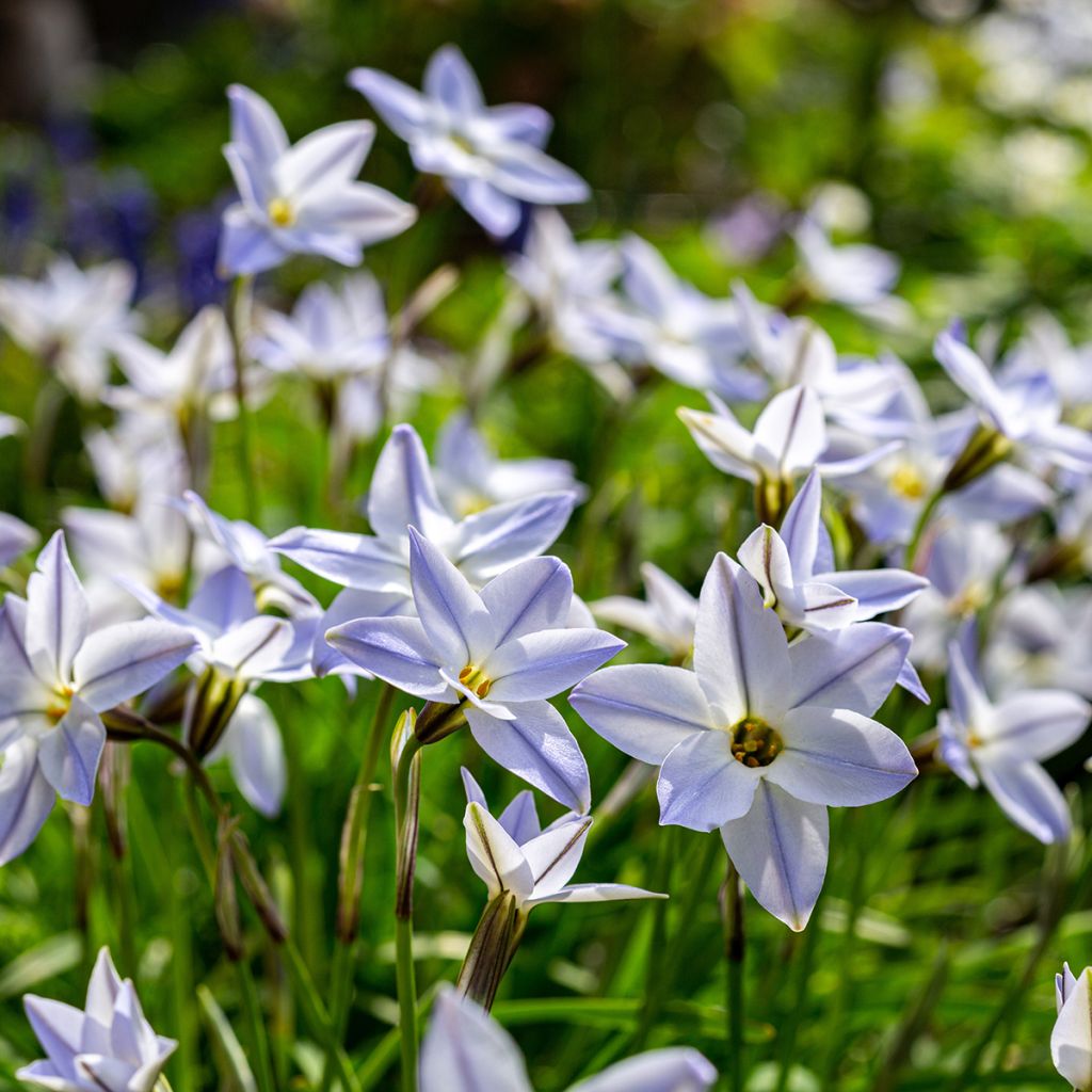 Ipheion uniflorum 