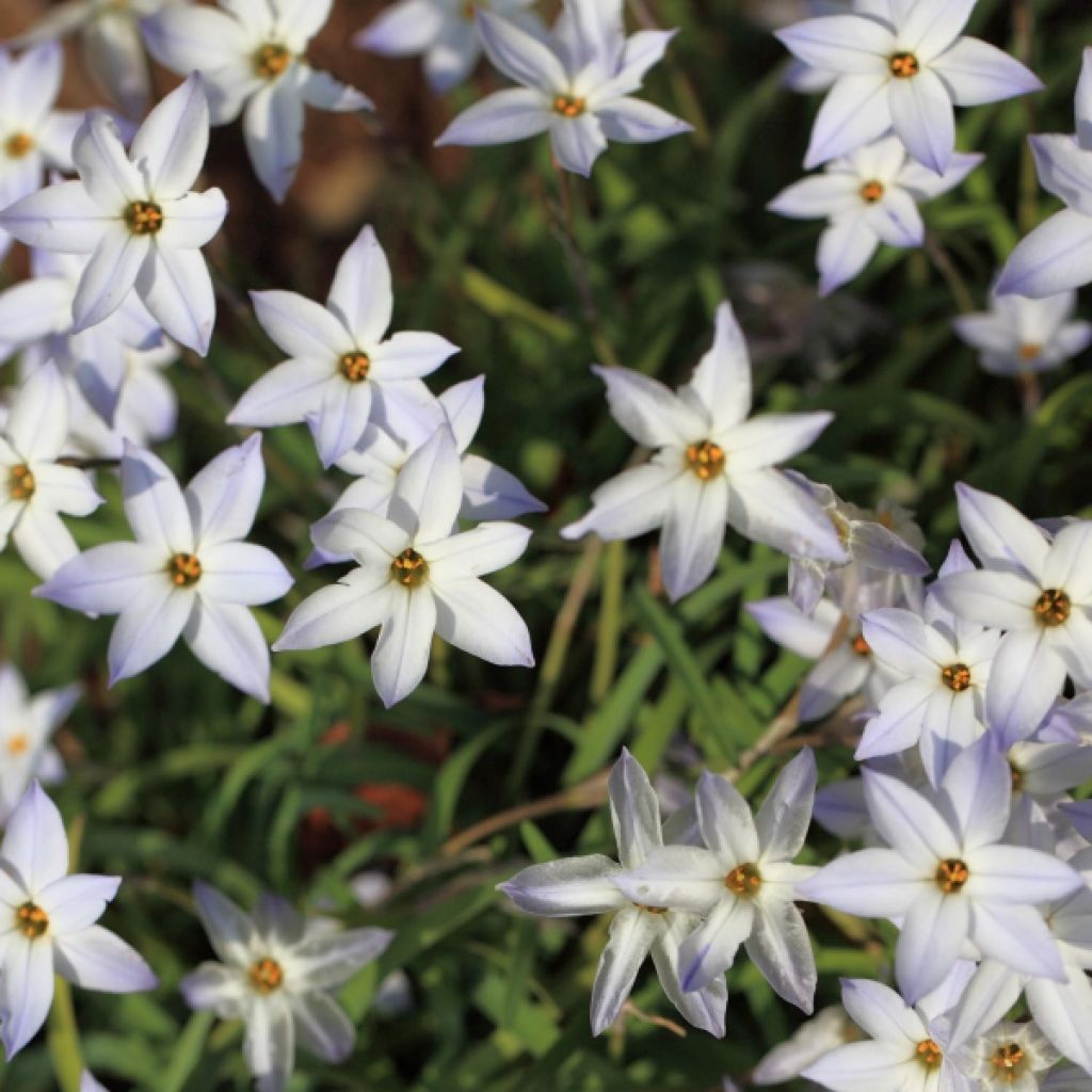 Ipheion uniflorum 