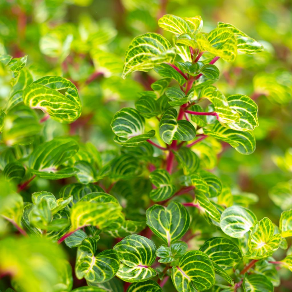 Iresine herbstii  - Bloodleaf plant