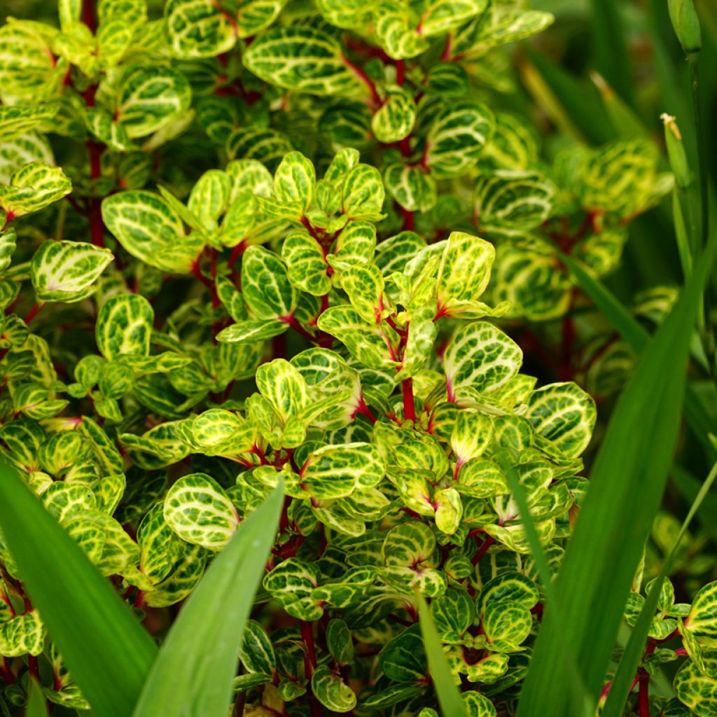 Iresine herbstii  - Bloodleaf plant
