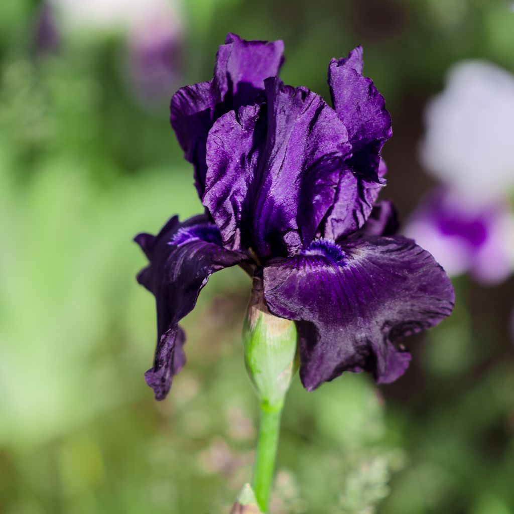 Iris Black Night - Bearded Iris