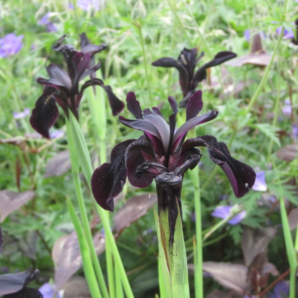 Iris chrysographes Black Knight - Black Iris