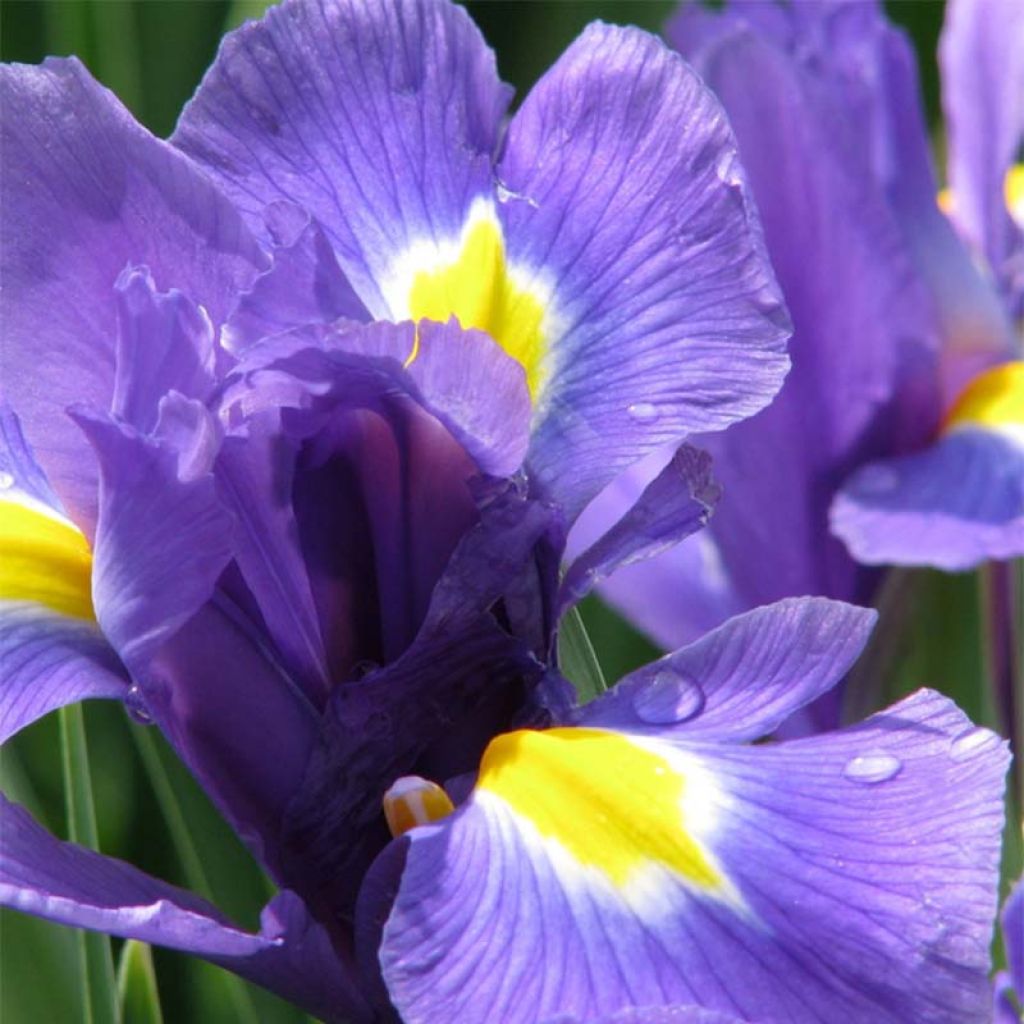 Iris hollandica Blue Magic - Dutch Iris