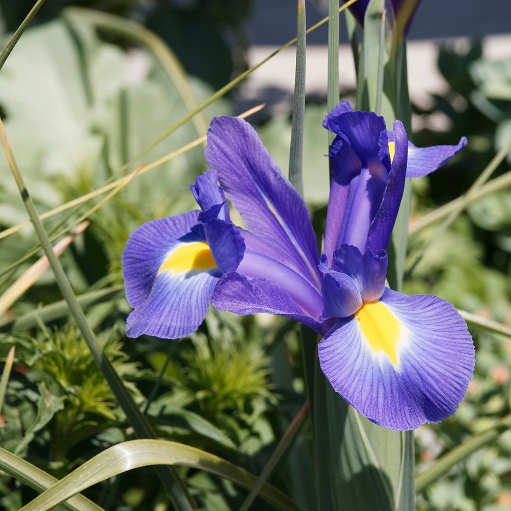 Iris hollandica Blue Magic - Dutch Iris