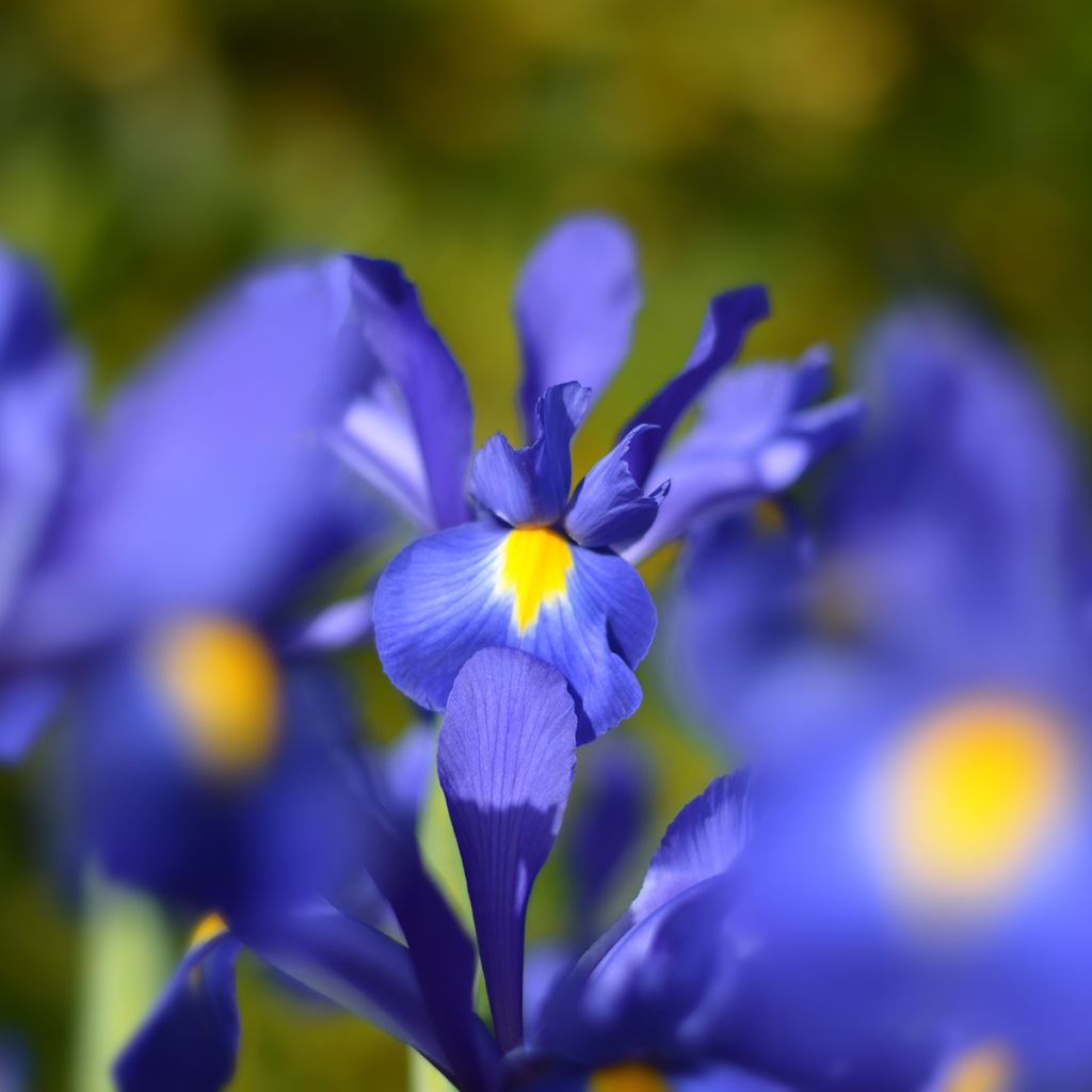 Iris hollandica Blue Magic - Dutch Iris