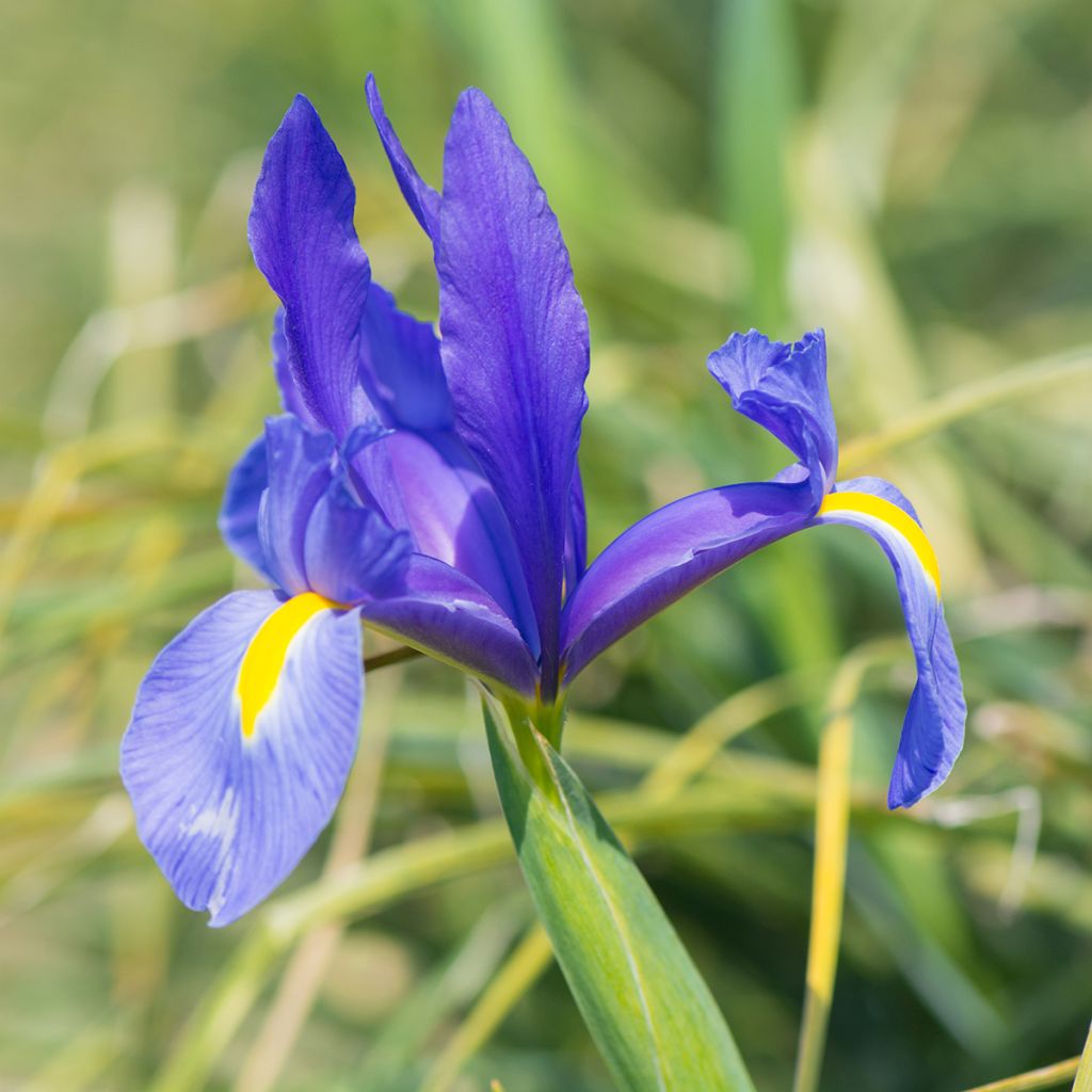 Iris hollandica Blue Magic - Dutch Iris