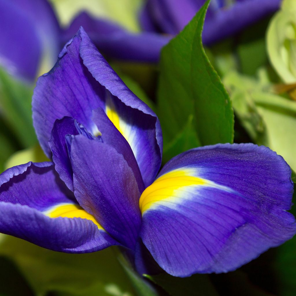 Iris hollandica Blue Magic - Dutch Iris
