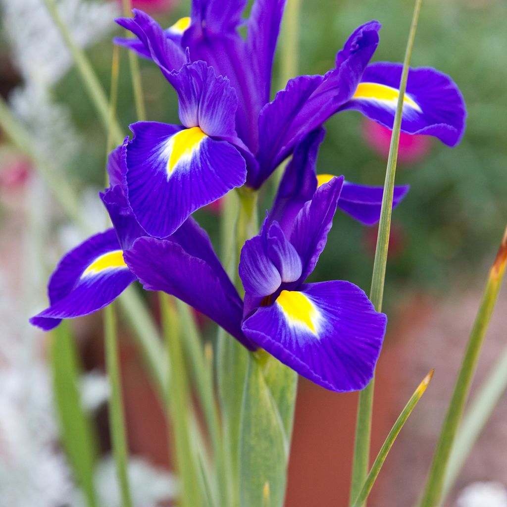 Iris hollandica Blue Magic - Dutch Iris
