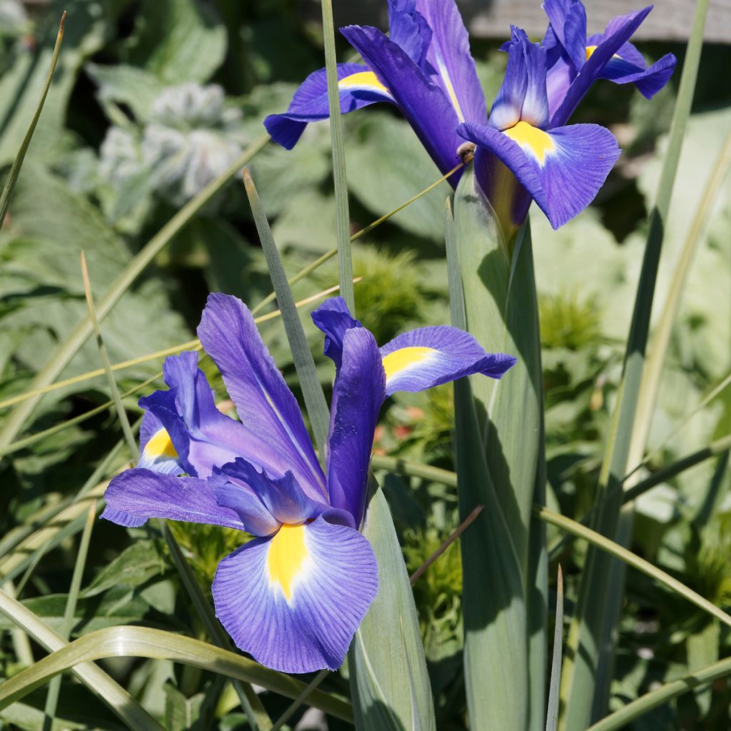 Iris hollandica Blue Magic - Dutch Iris