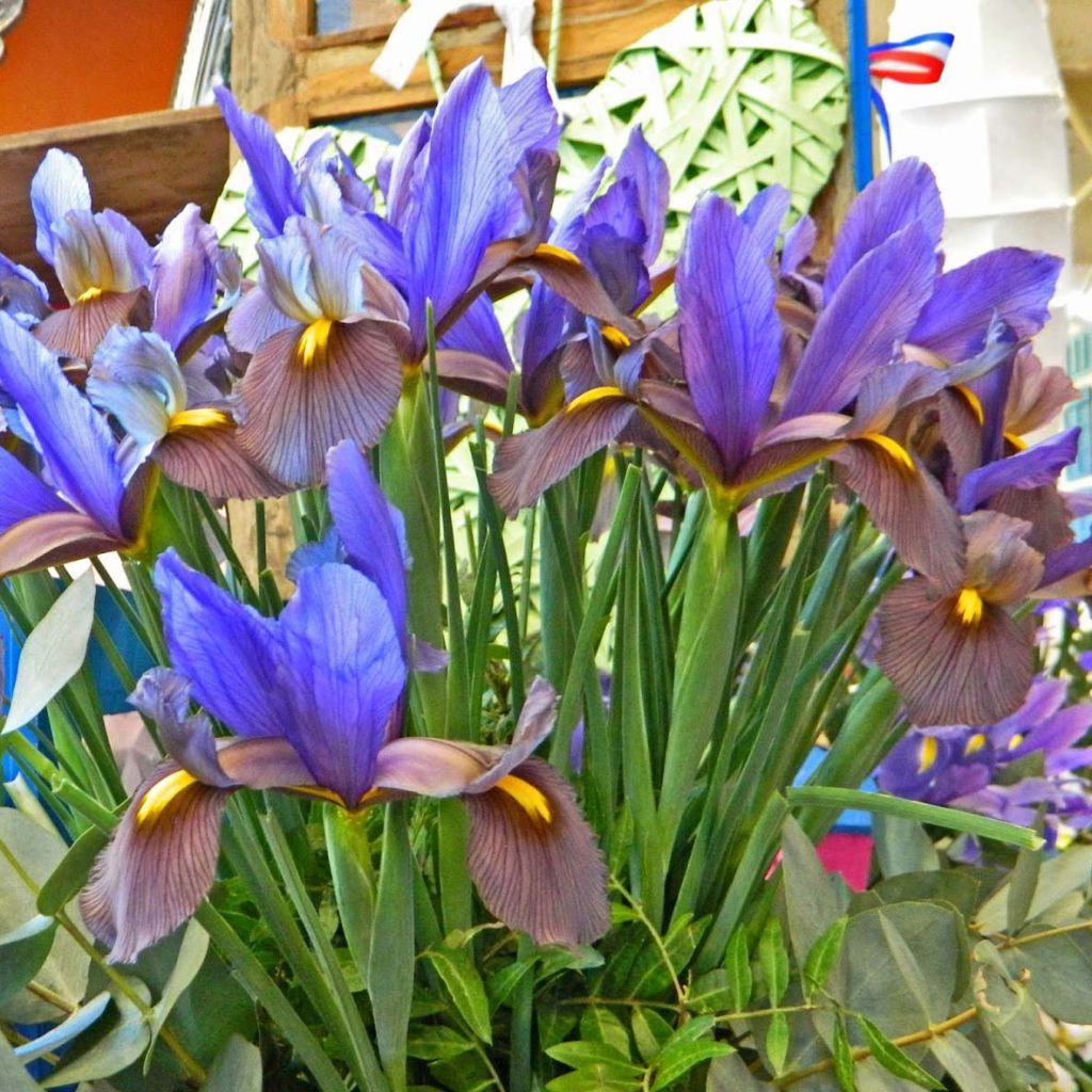 Iris hollandica Eye of the Tiger - Dutch Iris