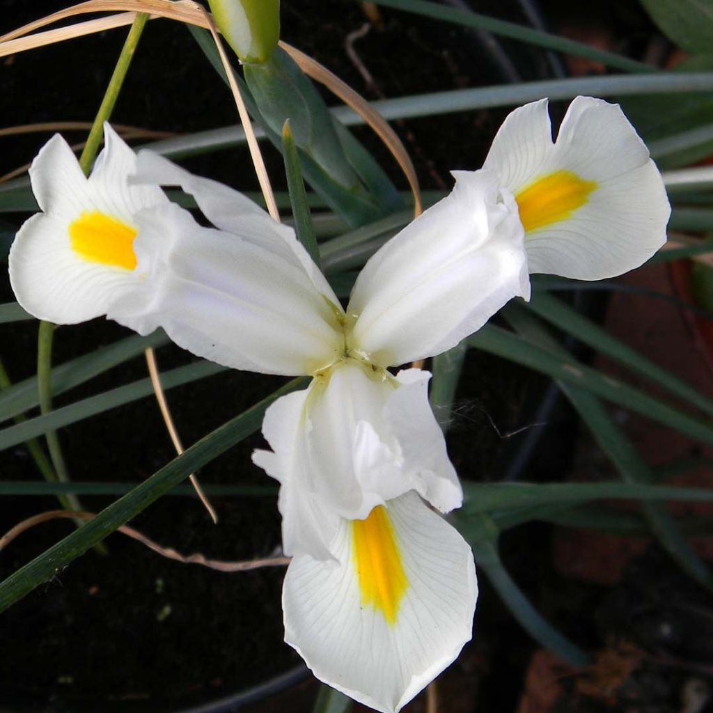 Iris x hollandica White Excelsior