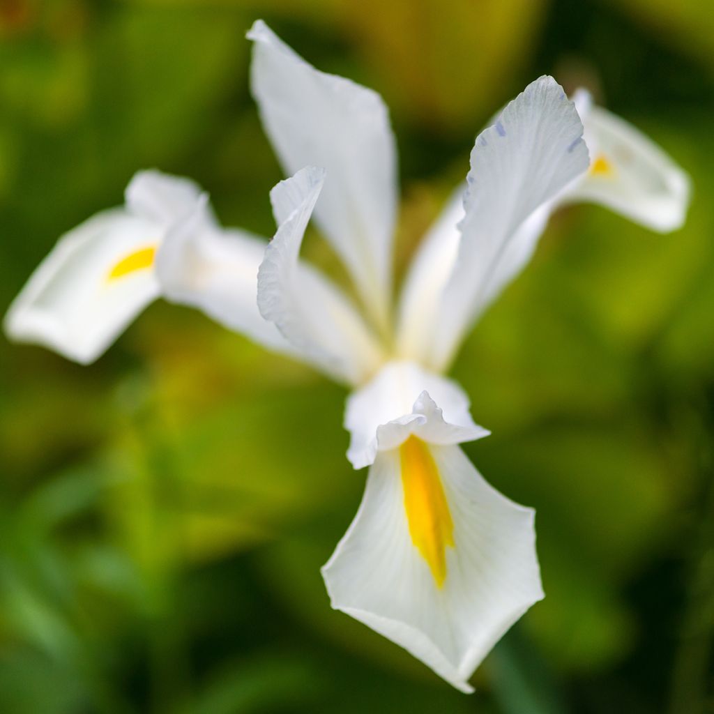 Iris x hollandica White Excelsior